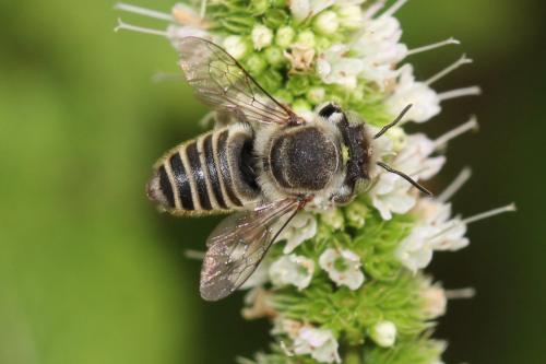 Réf. 334 441 : Megachile sp.